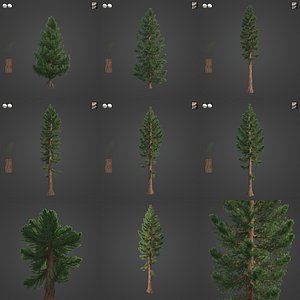 3D 2021 PBR Giant Sequoia Collection - Sequoia Giganteum