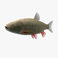European Chub B