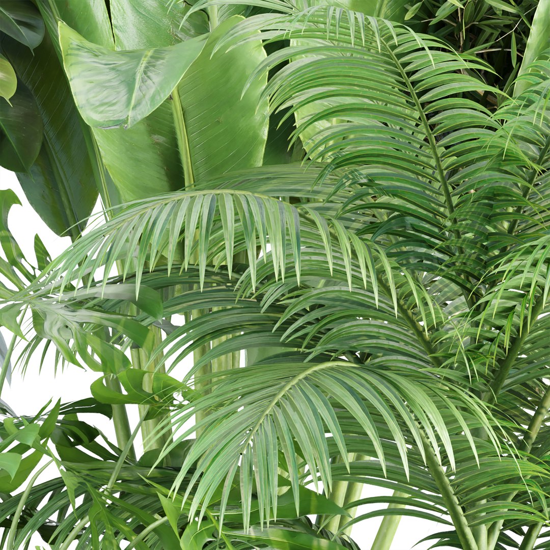 3D Indoor Plants Collection vol 157 model https://p.turbosquid.com/ts-thumb/sQ/koyv0h/I0/4/jpg/1670182101/1920x1080/fit_q87/8b6327d4ef63a0e84259e40844835f3ef09802a2/4.jpg