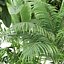 Colección de plantas de interior vol 157