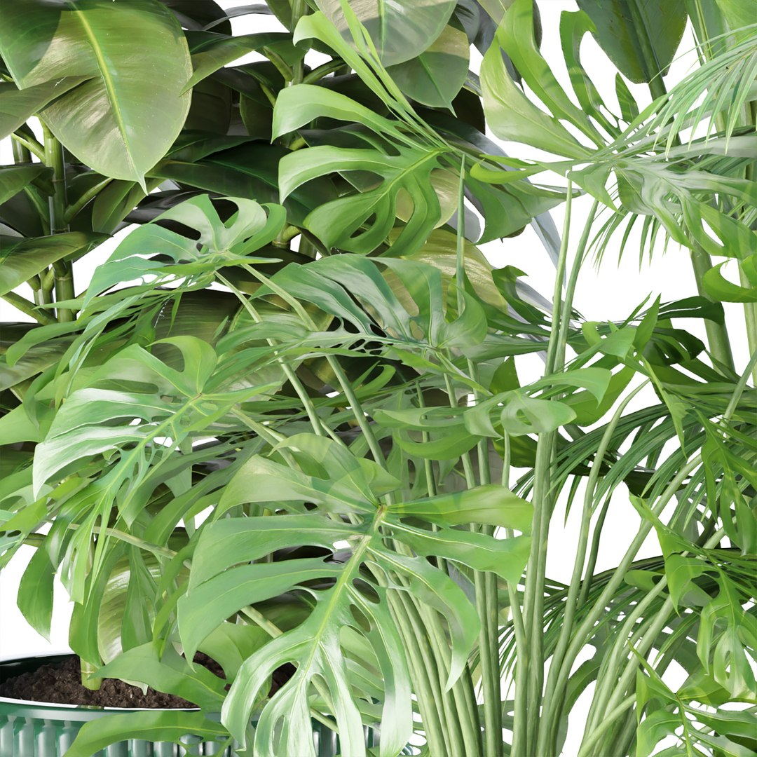 3D Indoor Plants Collection vol 157 model https://p.turbosquid.com/ts-thumb/sQ/koyv0h/dc/3/jpg/1670182117/1920x1080/fit_q87/4d80f2359b5d85b89087489022267328fe8e3fd9/3.jpg