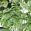 Colección de plantas de interior vol 157