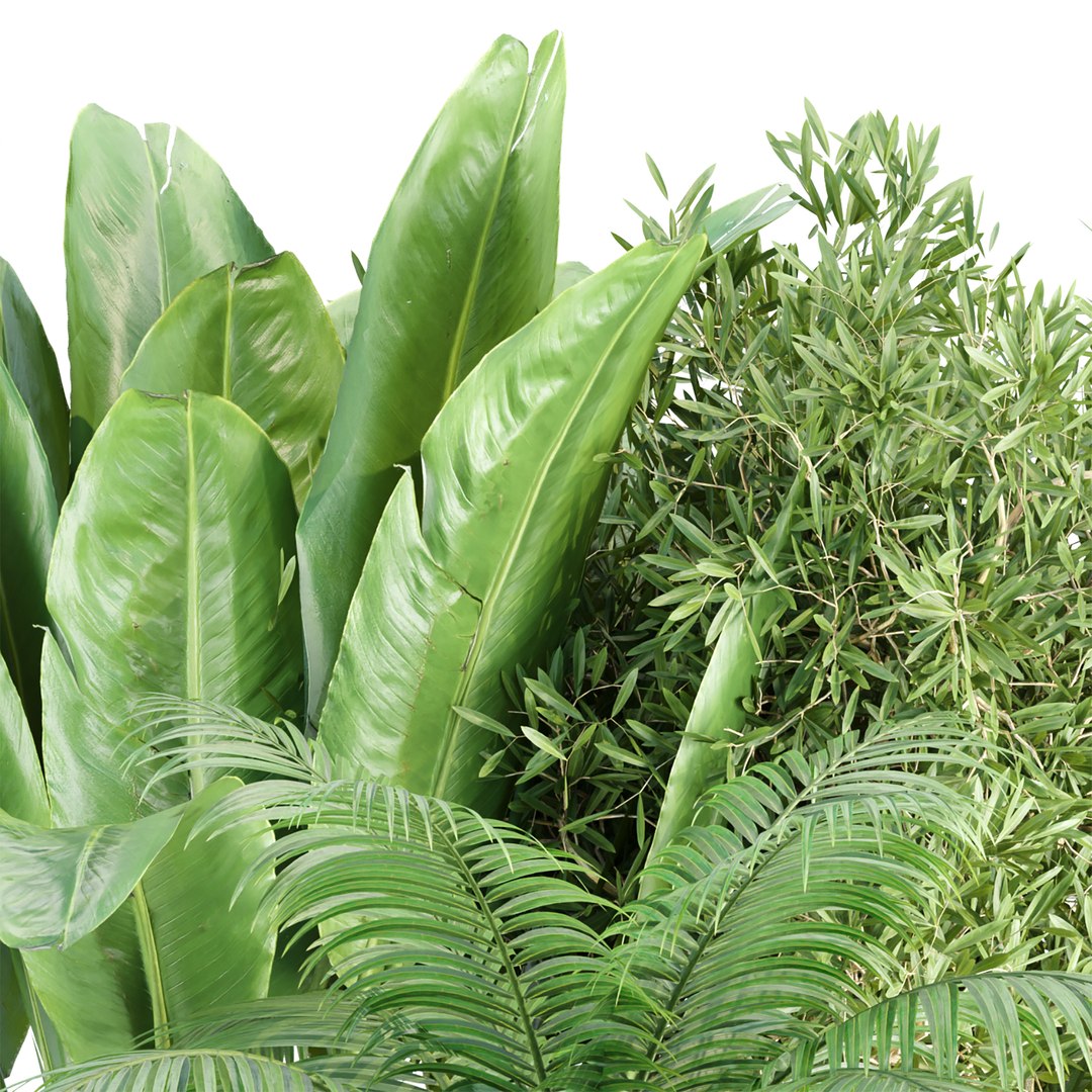 3D Indoor Plants Collection vol 157 model https://p.turbosquid.com/ts-thumb/sQ/koyv0h/hj/5/jpg/1670182107/1920x1080/fit_q87/1c40ec38f30116430763c0a6ccdea97bd04ab185/5.jpg