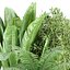 Colección de plantas de interior vol 157