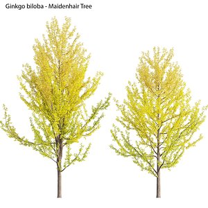 Ginkgo Biloba - Maidenhair Tree 03 3D