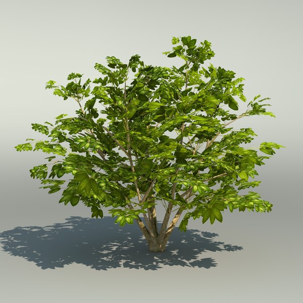 3D realistic forest trees model - TurboSquid 1517320