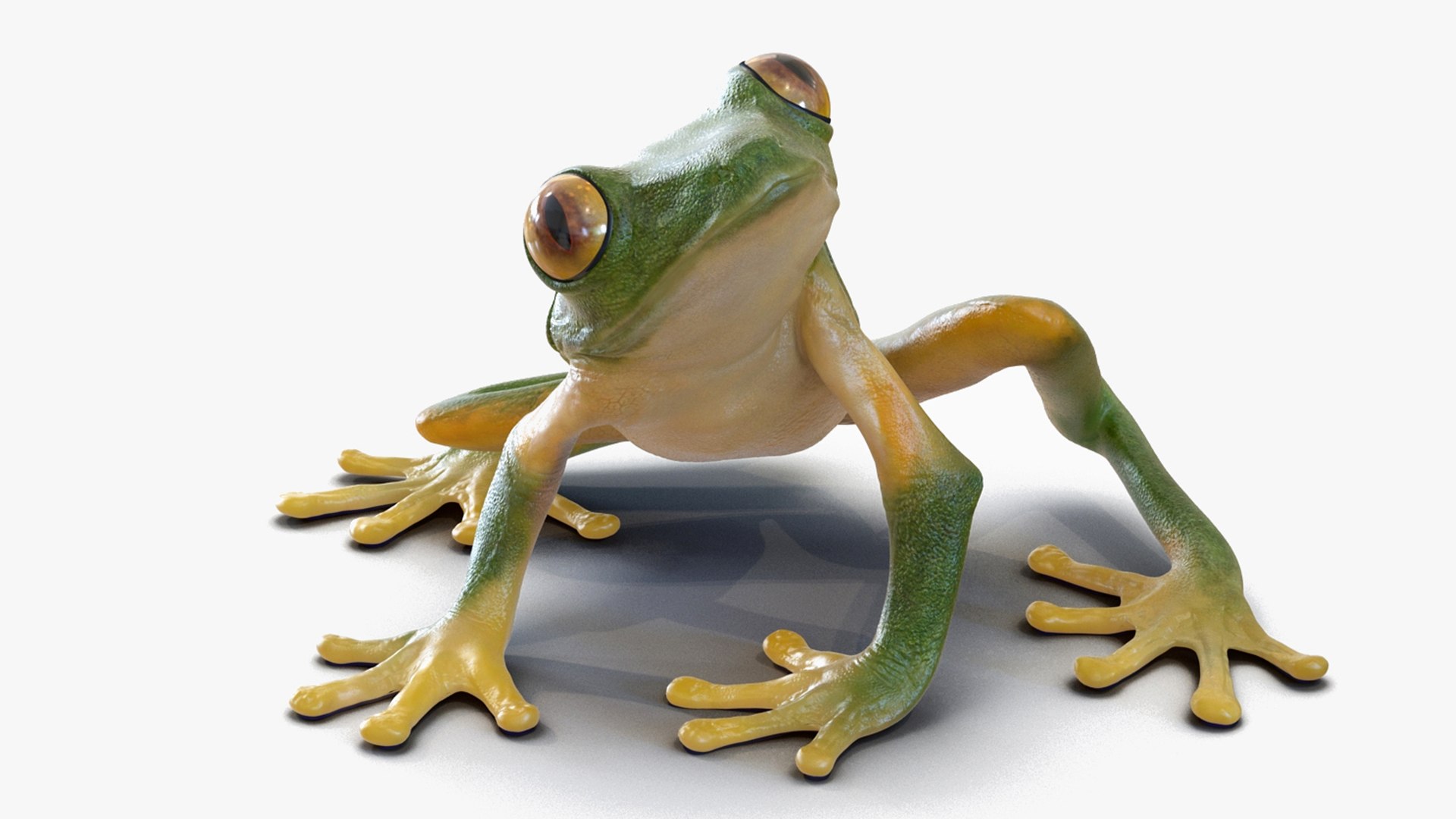 Realistic Tree Frog Rigged 3D model preview