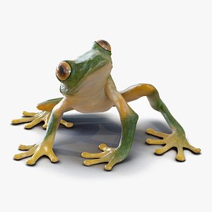 Realistic Tree Frog Rigged 3D model