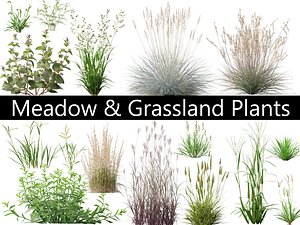 Meadow Grassland Plants Pack 34 3D model