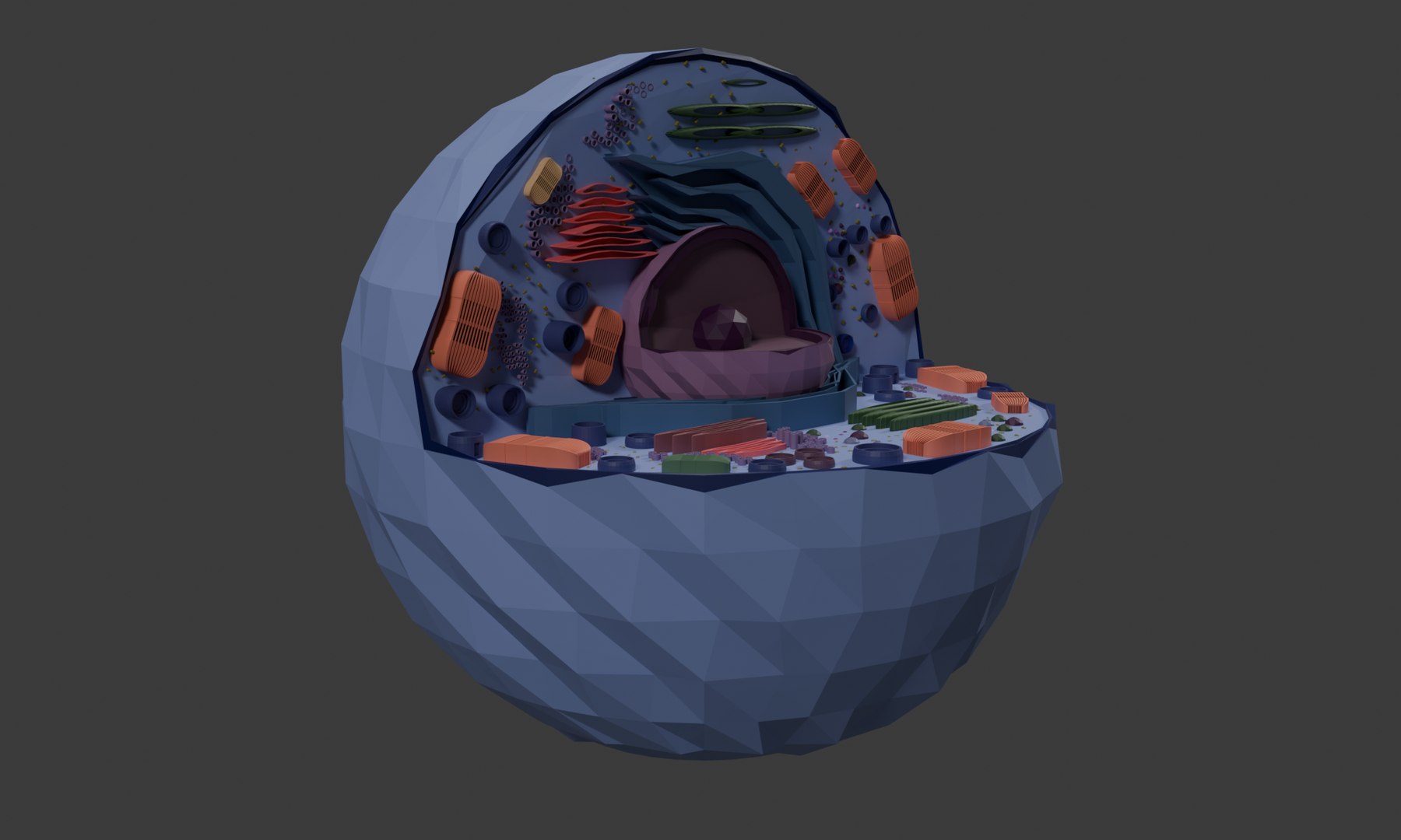 3D Cell 3D Model Detailed Biological Cell Structure Anatomy ...