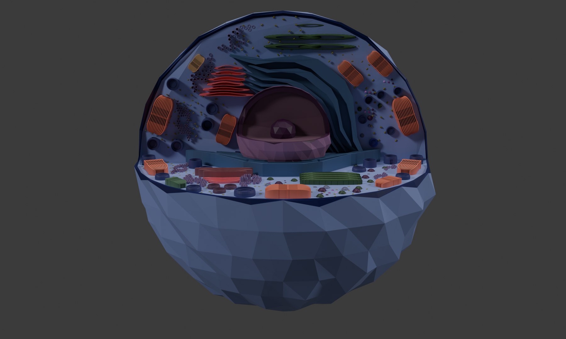 3D Cell 3D Model Detailed Biological Cell Structure Anatomy ...