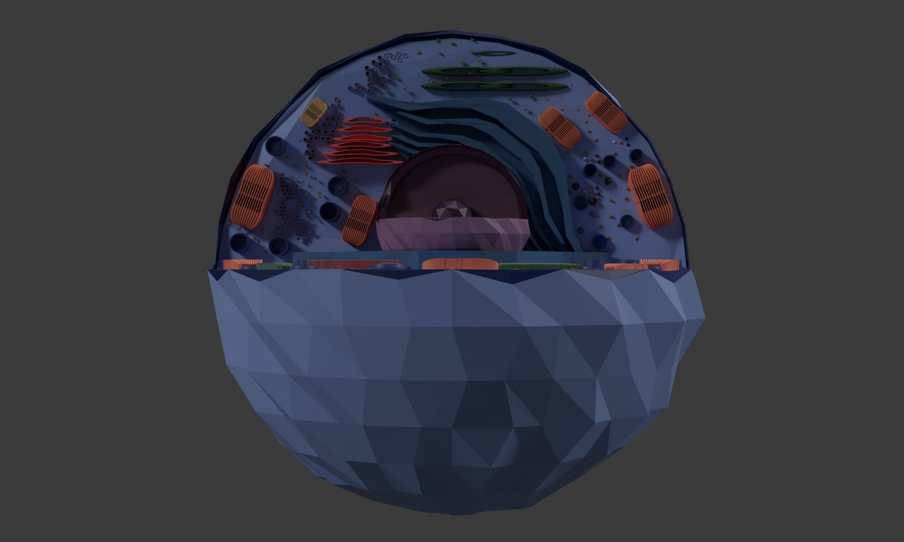 3D Cell 3D Model Detailed Biological Cell Structure Anatomy ...
