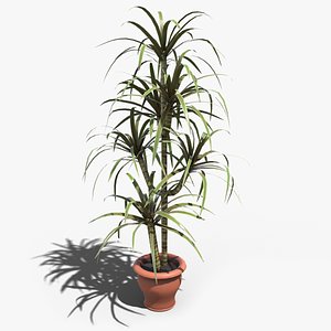 Dragon Tree (Dracaena Marginata)