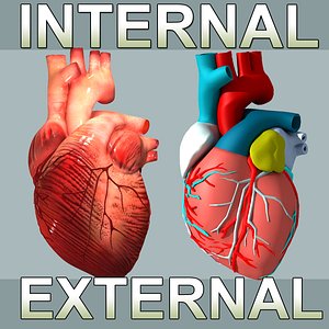 3d heart internal external model