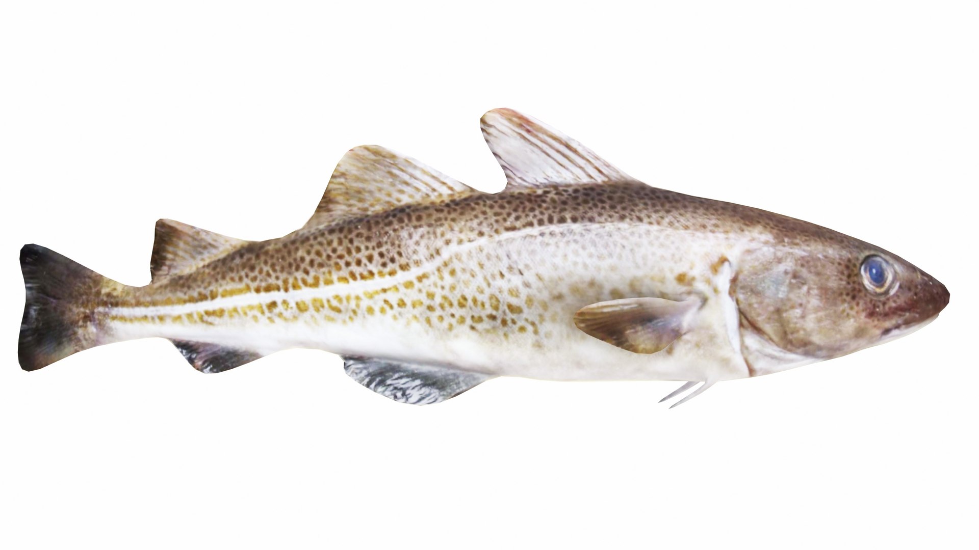 3D Cod Fish - TurboSquid 2380391