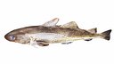 Cod Fish