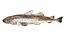 Underwater Animals Big Collection 34 in 1