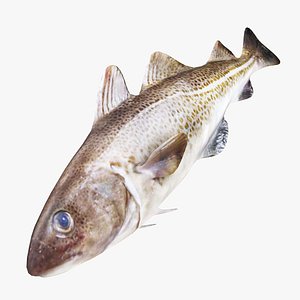 3D Cod Fish