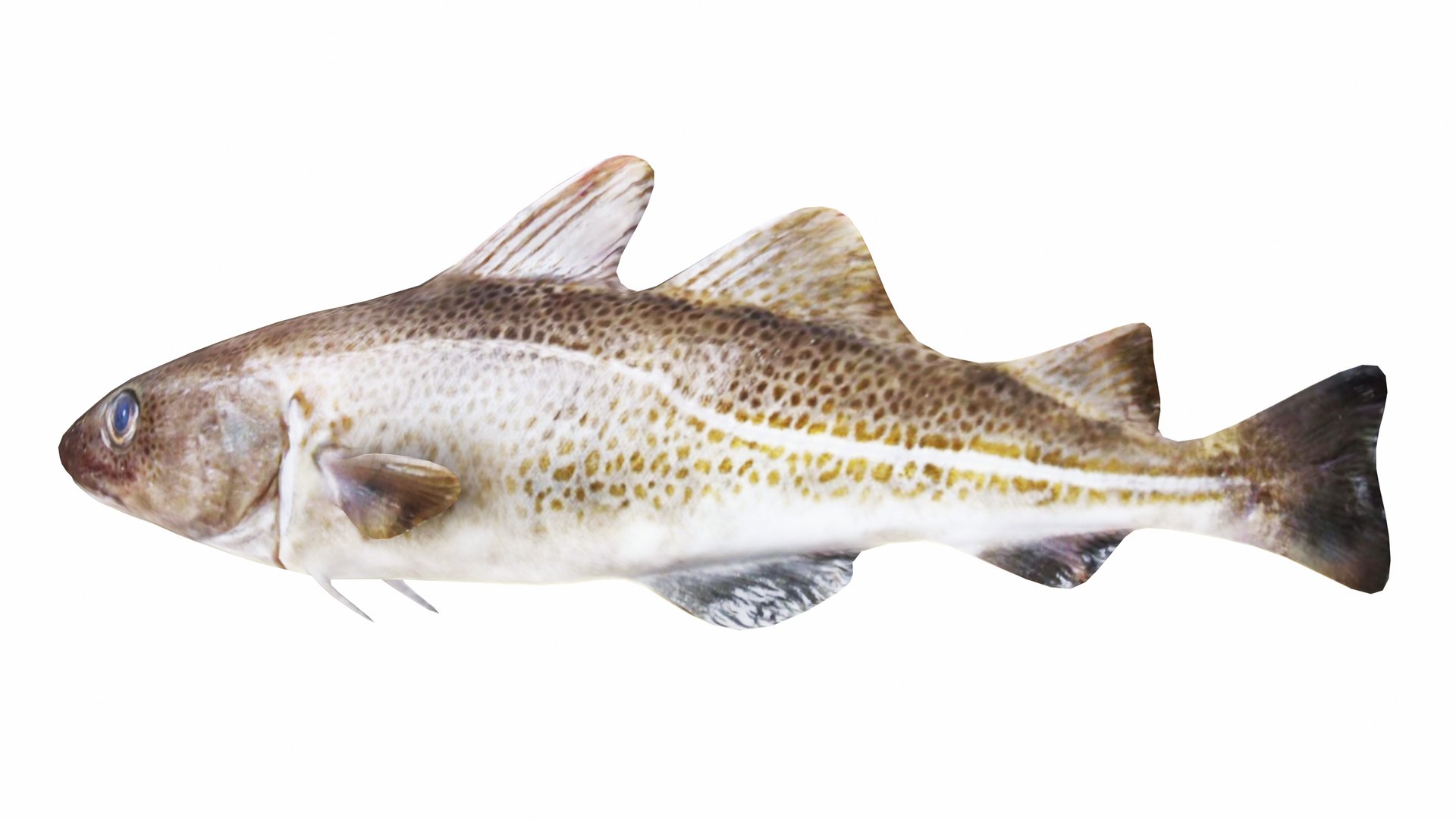 3D Cod Fish - TurboSquid 2380391