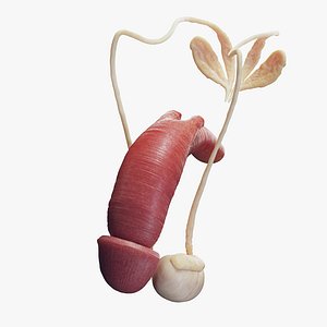Male Reproductive System 3D model