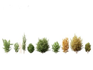 3D Rhamnus frangula - glossy buckthorn