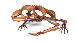 Detailed Frog Skeleton
