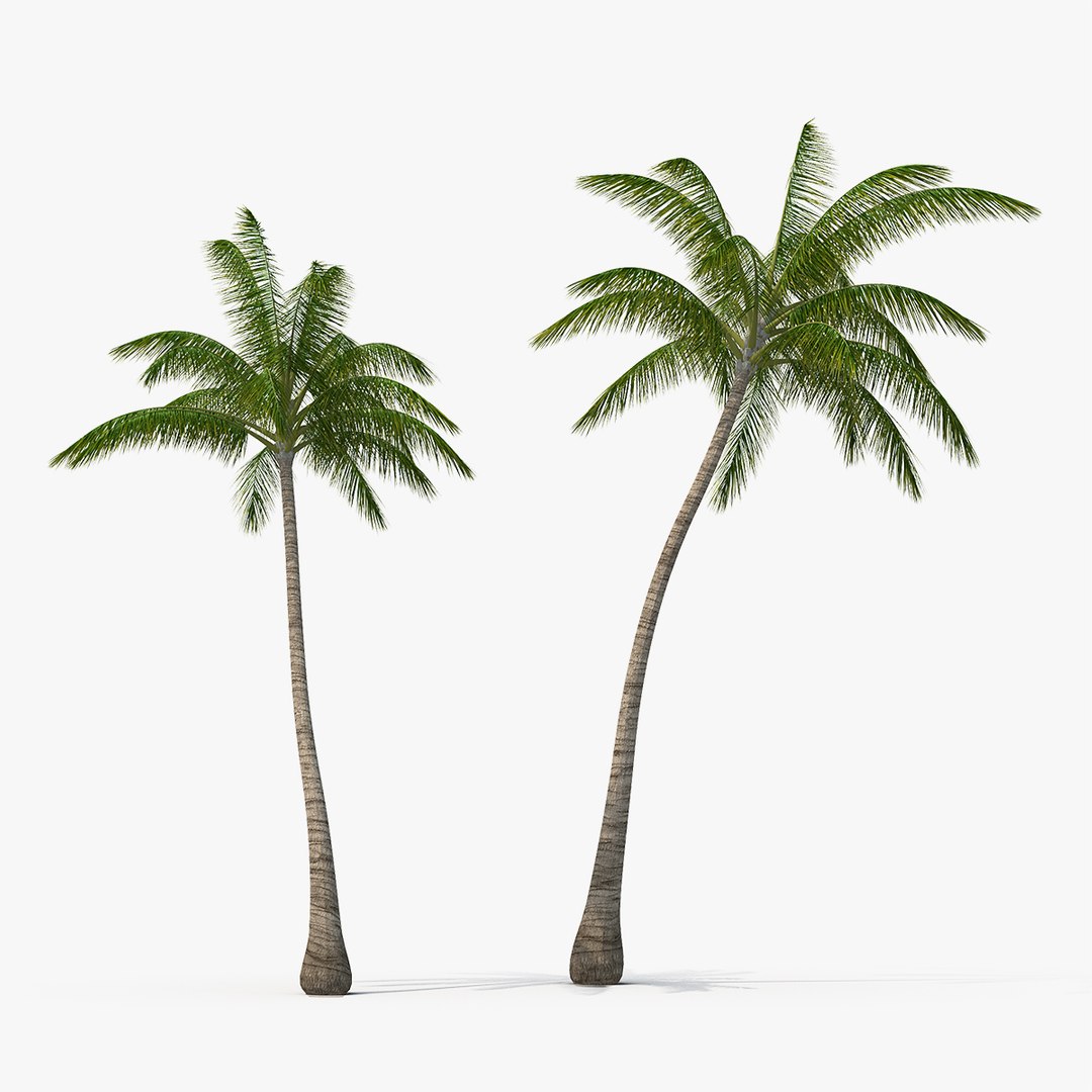 Tall Coconut Palm Trees 3D model preview