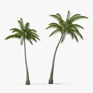 3D tall coconut palm trees plants