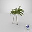 3D tall coconut palm trees plants