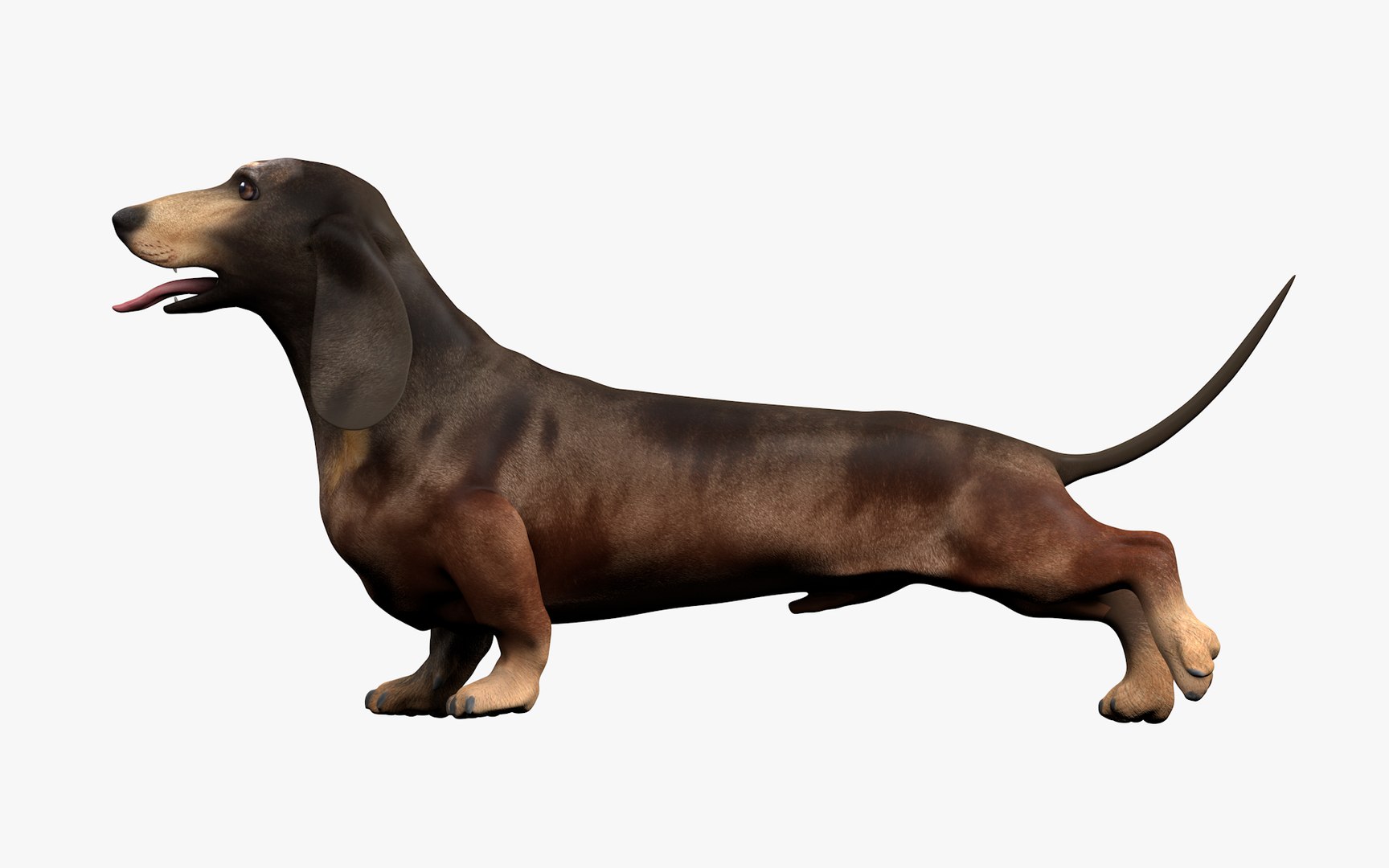 3D model Dachshund Rigged L1811 https://p.turbosquid.com/ts-thumb/sS/V6YMGO/2C/06_0040/png/1664068799/1920x1080/fit_q87/3f5f463f8f6179a26e60de10b263466c1e4b0196/06_0040.jpg