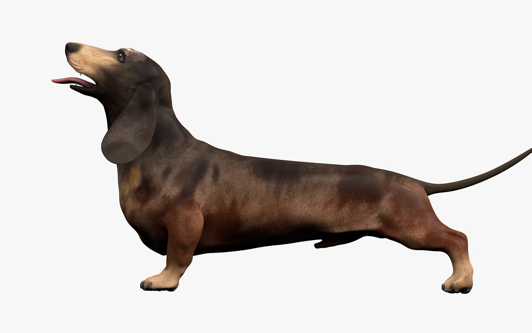 3D model Dachshund Rigged L1811 https://p.turbosquid.com/ts-thumb/sS/V6YMGO/43/10_i9/png/1664068803/1920x1080/fit_q87/7c78d8b4183f7a31e0f544f5c8258f11533d477c/10_i9.jpg