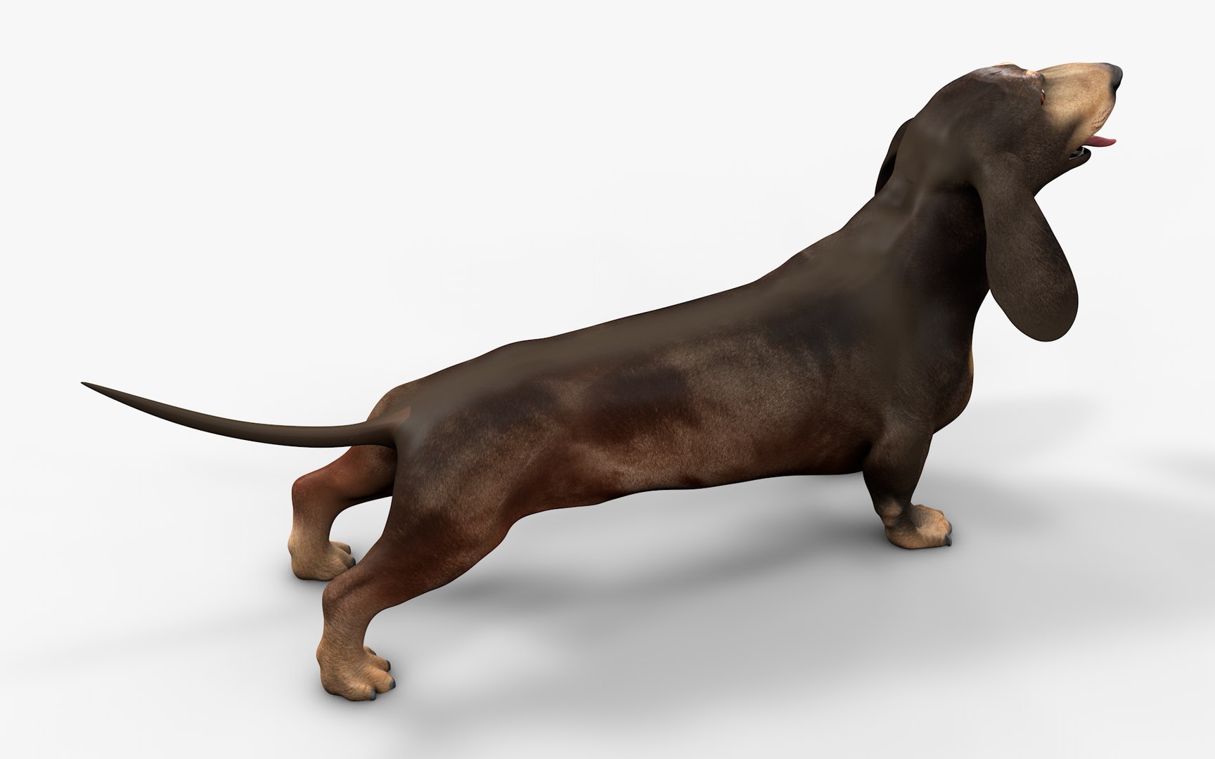 3D model Dachshund Rigged L1811 https://p.turbosquid.com/ts-thumb/sS/V6YMGO/CH/12_i11/png/1664068805/1920x1080/fit_q87/c81bb60fe36e9ac245aff3a3a6d341551f936e0e/12_i11.jpg