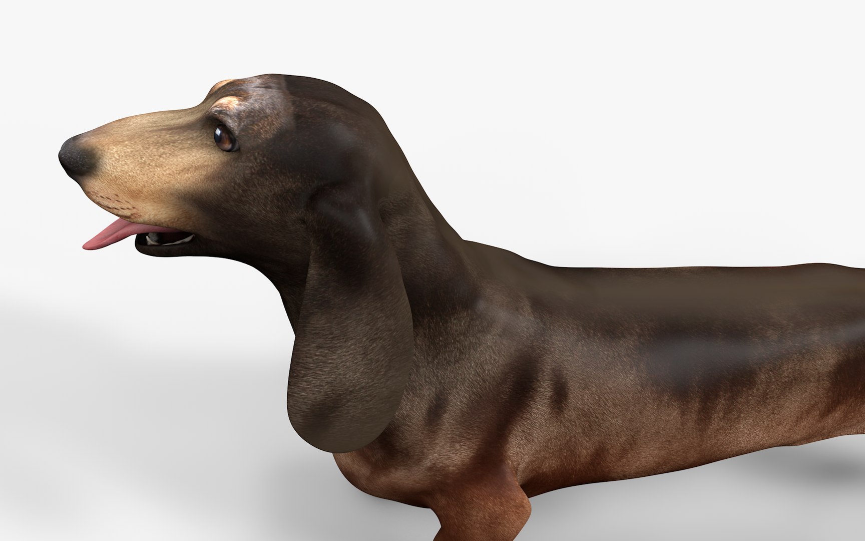 3D model Dachshund Rigged L1811 https://p.turbosquid.com/ts-thumb/sS/V6YMGO/H2/05/png/1664068798/1920x1080/fit_q87/5c4da512b2ab97134c39f789980830691702fbb9/05.jpg