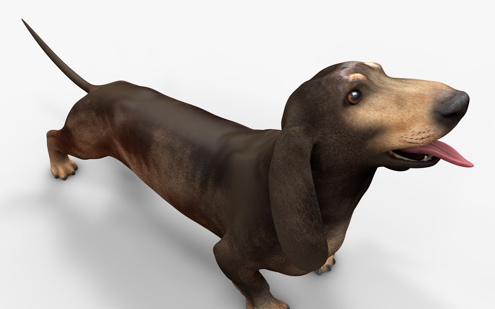 3D model Dachshund Rigged L1811 https://p.turbosquid.com/ts-thumb/sS/V6YMGO/Jv/04_i3/png/1664068797/1920x1080/fit_q87/eff2680e4b8262e286569569df7facbaccf38423/04_i3.jpg
