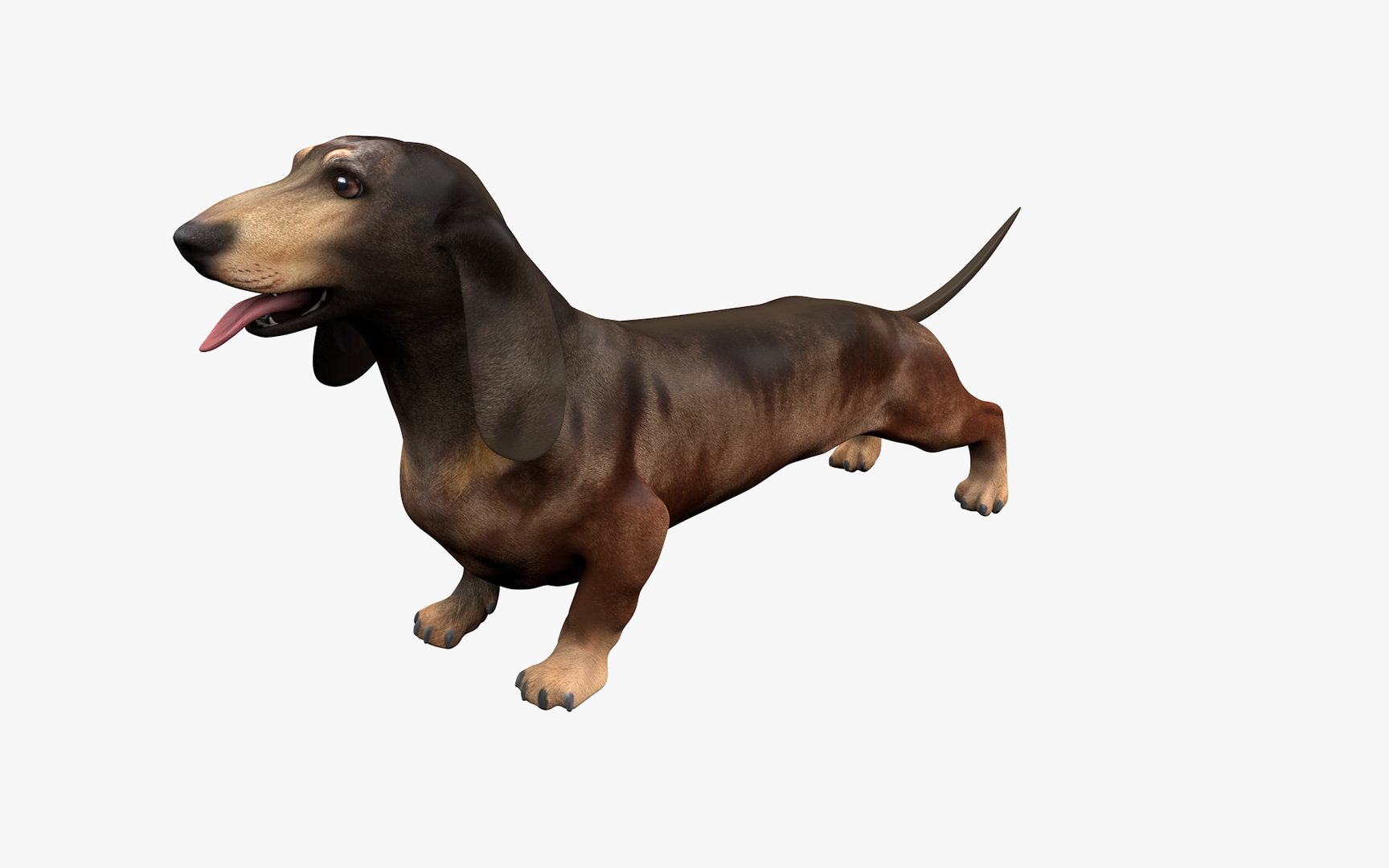 3D model Dachshund Rigged L1811 https://p.turbosquid.com/ts-thumb/sS/V6YMGO/SU/0000/png/1664069868/1920x1080/turn_fit_q99/a4113e9cced70bcf0409f8ef5462ee1e2a230b47/0000-1.jpg