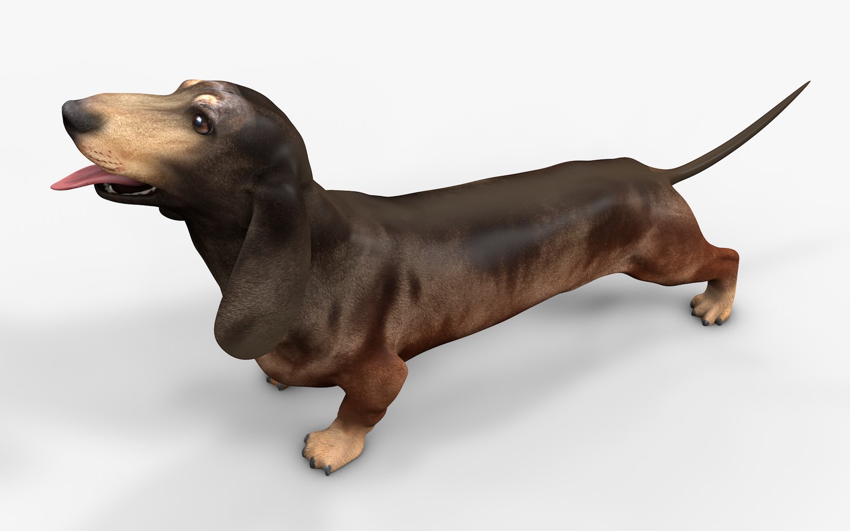 3D model Dachshund Rigged L1811 https://p.turbosquid.com/ts-thumb/sS/V6YMGO/Up/15_i1/png/1664068807/1920x1080/fit_q87/0297de8fa2cbd02ded07f601aa332e0871680e0f/15_i1.jpg