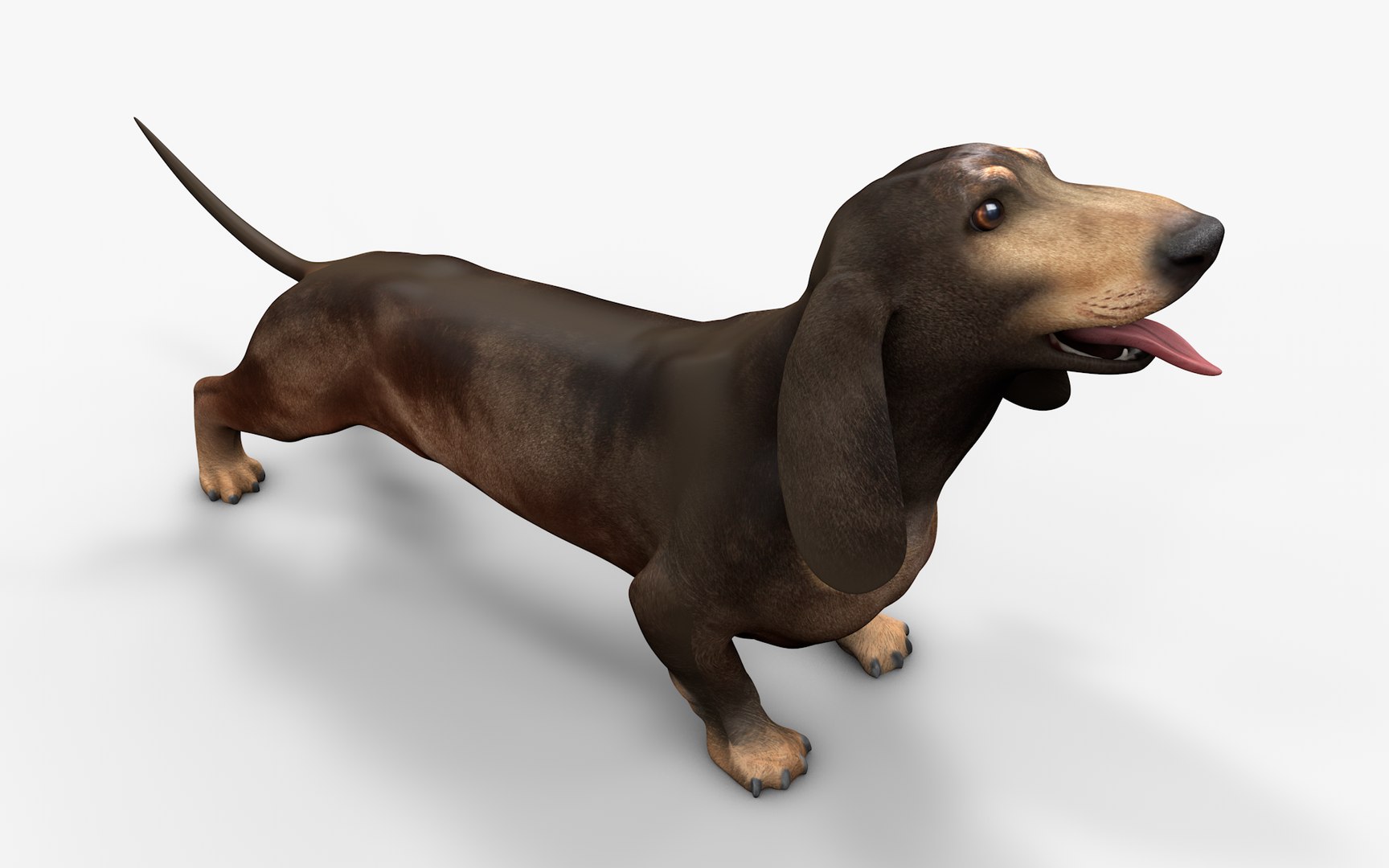 3D model Dachshund Rigged L1811 https://p.turbosquid.com/ts-thumb/sS/V6YMGO/dh/11_i10/png/1664068805/1920x1080/fit_q87/0f47596a87545888d36e4281f967146e350e54b7/11_i10.jpg