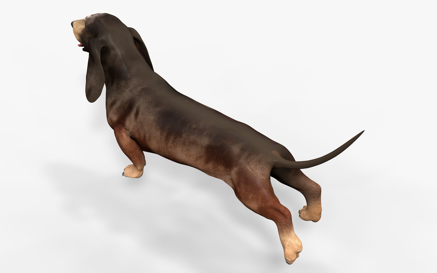 3D model Dachshund Rigged L1811 https://p.turbosquid.com/ts-thumb/sS/V6YMGO/nX/07_0040/png/1664068801/1920x1080/fit_q87/cc8f503a555b64b38ddd1f142cc1da6a52a065f7/07_0040.jpg