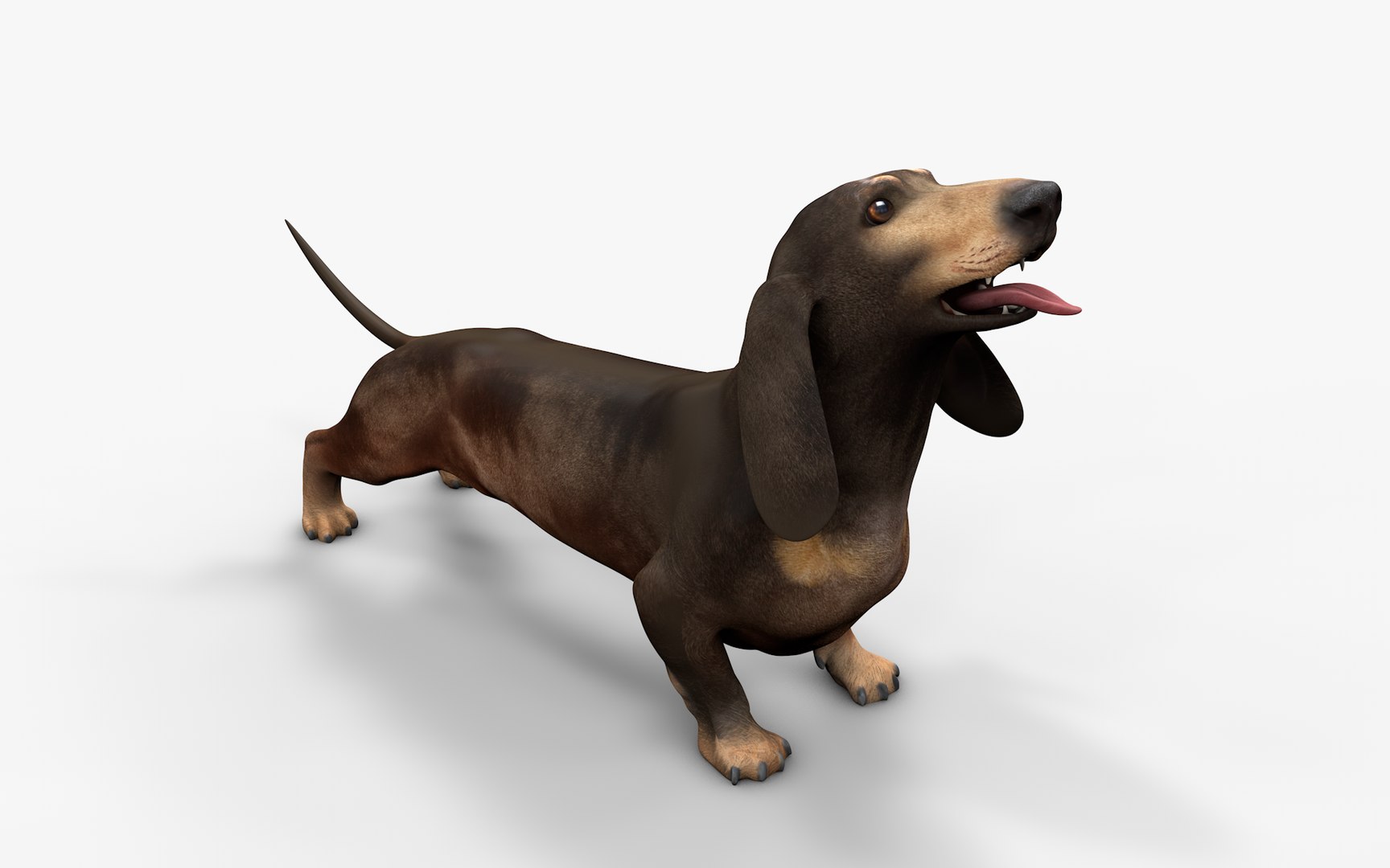 3D model Dachshund Rigged L1811 https://p.turbosquid.com/ts-thumb/sS/V6YMGO/tj/03_i2/png/1664068799/1920x1080/fit_q87/6b141b4844f9d4198d661d603121c5f6220f296d/03_i2.jpg