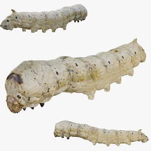 Bombyx mori worm Silk Moth Caterpillar Bombyx mori Silkworm Insect Larva Bug Realistic Biology Scien