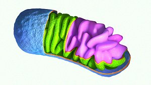 3d model mitochondrium mitochondria