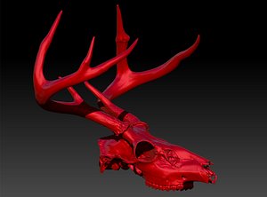 Deer