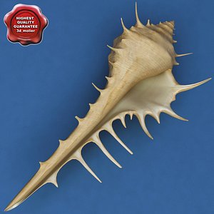 3d murex venus comb seashell