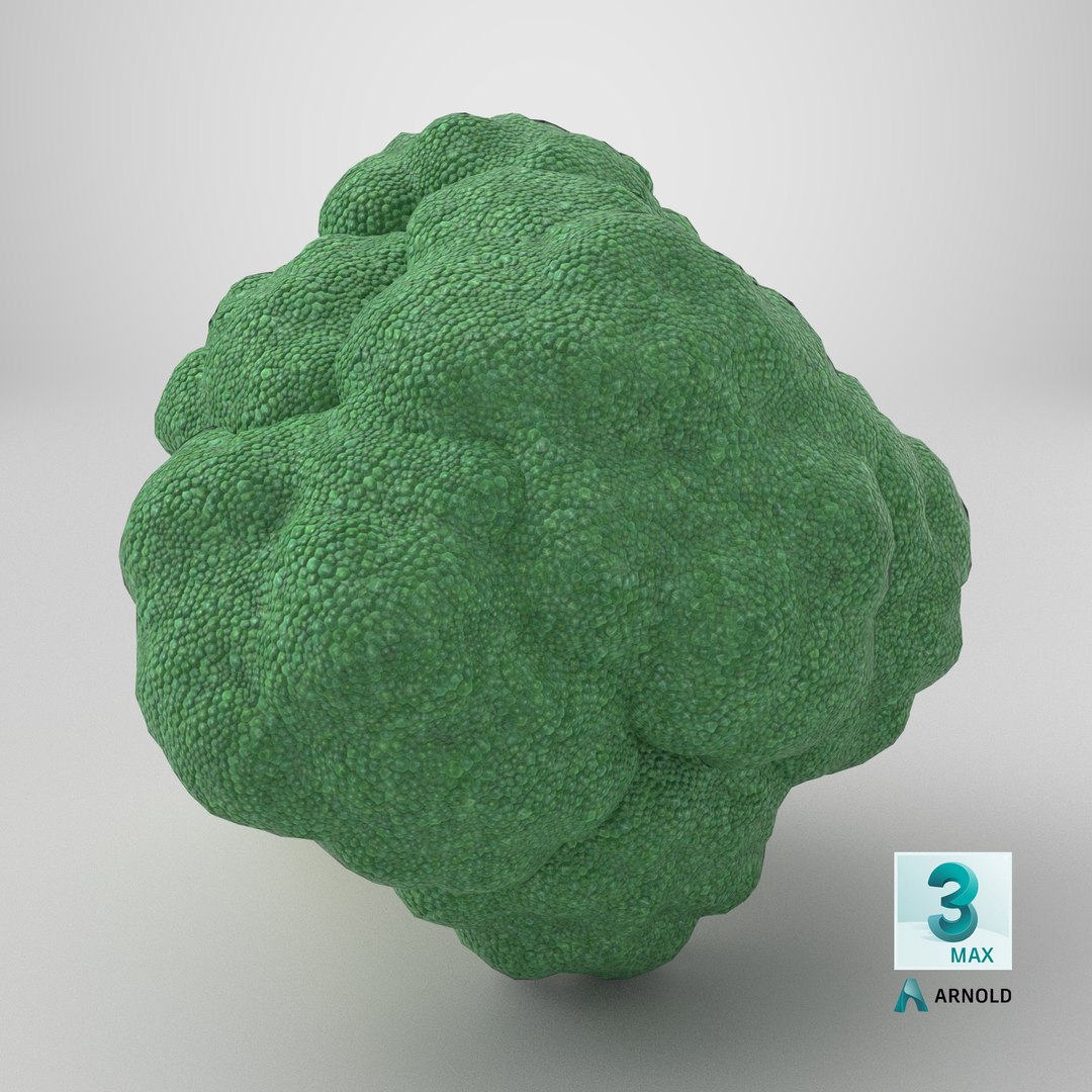 Whole Raw Broccoli Floret Green 3D model https://p.turbosquid.com/ts-thumb/sT/5apevE/Eu/stemcell_max_arnold_render/png/1785254703/1920x1080/fit_q87/b4be00dd81495c36ba18396867bcec2f0e1b8097/stemcell_max_arnold_render.jpg