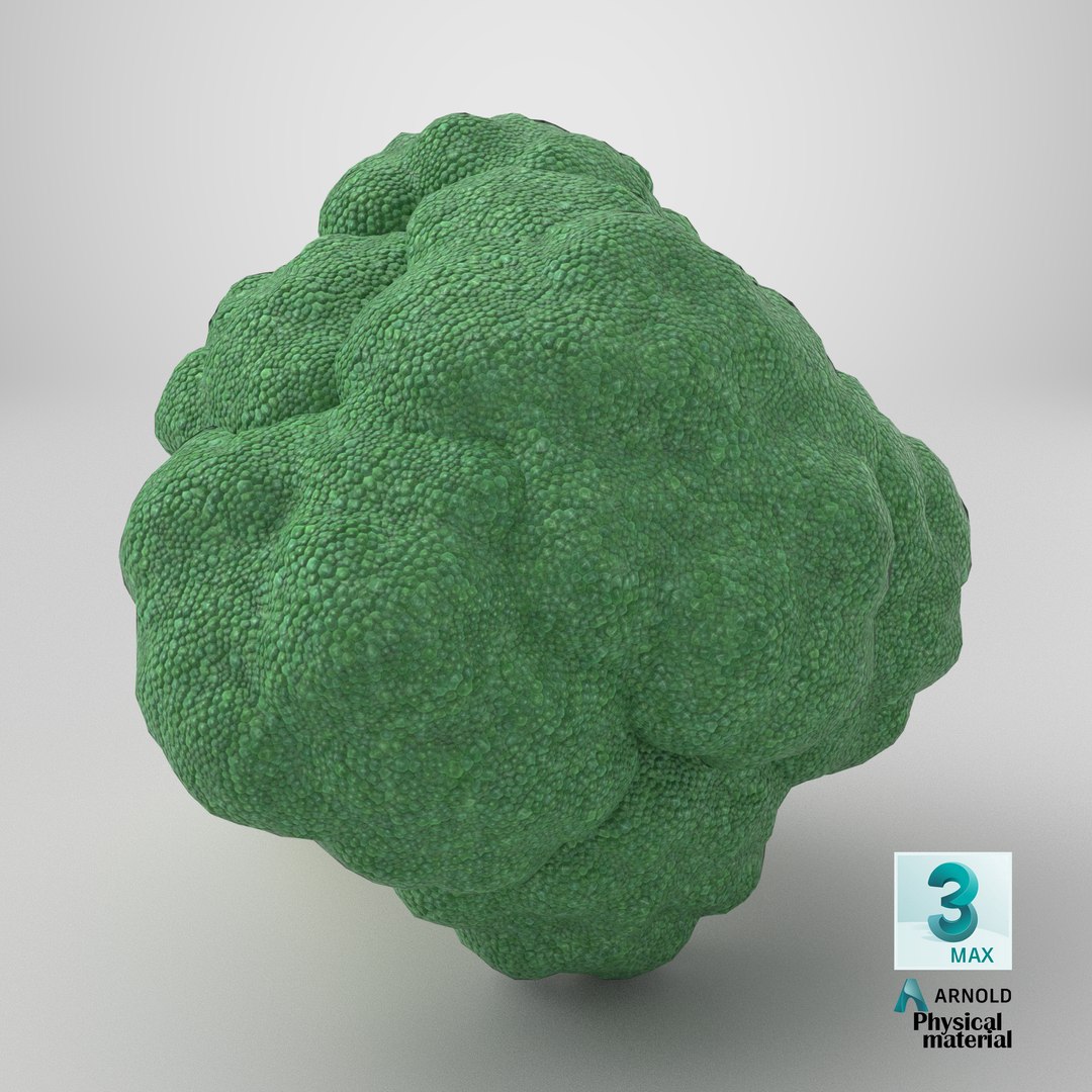 Whole Raw Broccoli Floret Green 3D model https://p.turbosquid.com/ts-thumb/sT/5apevE/F3/stemcell_max_physical_render/png/1785254705/1920x1080/fit_q87/4bb55b8ad5d25587d4798393e1c9811992d2790b/stemcell_max_physical_render.jpg