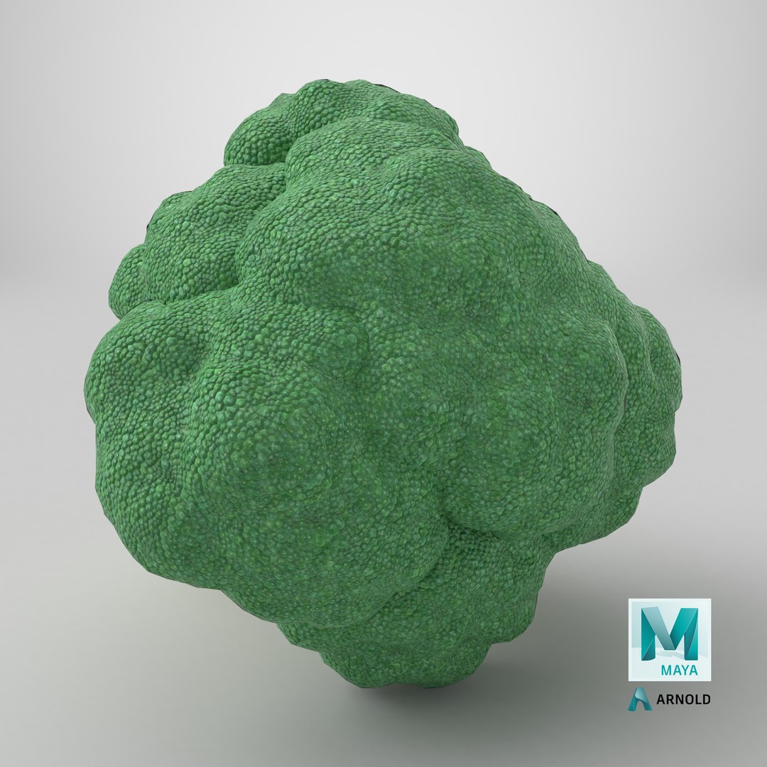 Whole Raw Broccoli Floret Green 3D model https://p.turbosquid.com/ts-thumb/sT/5apevE/no/stemcell_maya_arnold_render/png/1785254692/1920x1080/fit_q87/7b618cc62ab3600925650f1cb6e0221c02edc05e/stemcell_maya_arnold_render.jpg