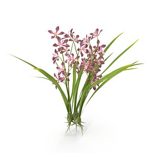 3D model Encyclia bractescens