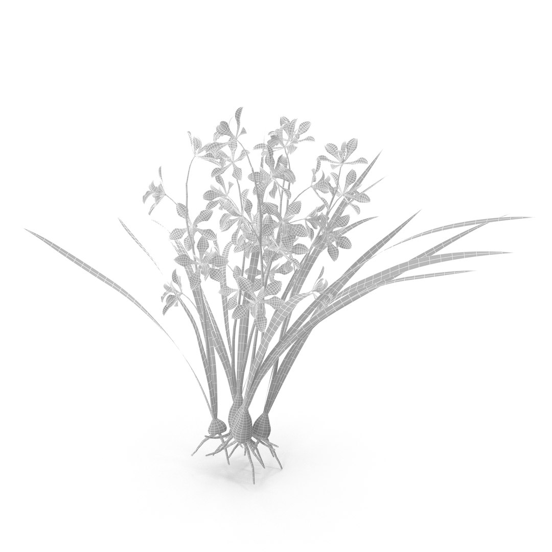 3D Model Encyclia Bractescens - TurboSquid 2219309