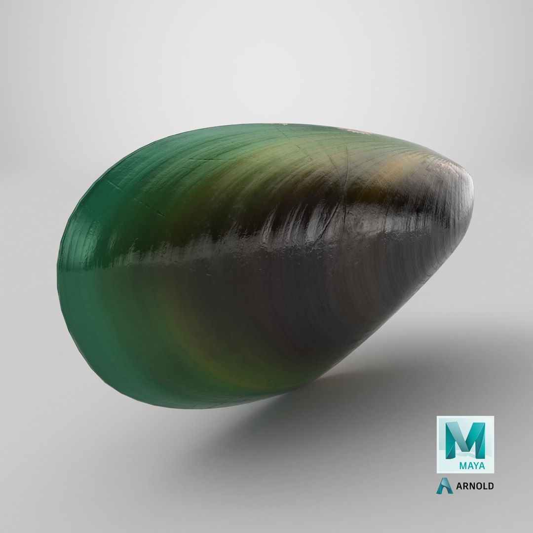 3D Closed Green Lipped Mussel Shell model https://p.turbosquid.com/ts-thumb/sT/MRtevA/HA/stemcell_maya_arnold_render/png/1716622092/1920x1080/fit_q87/2e2b0f20b4e7da78627ea155691b0f1874f1e001/stemcell_maya_arnold_render.jpg