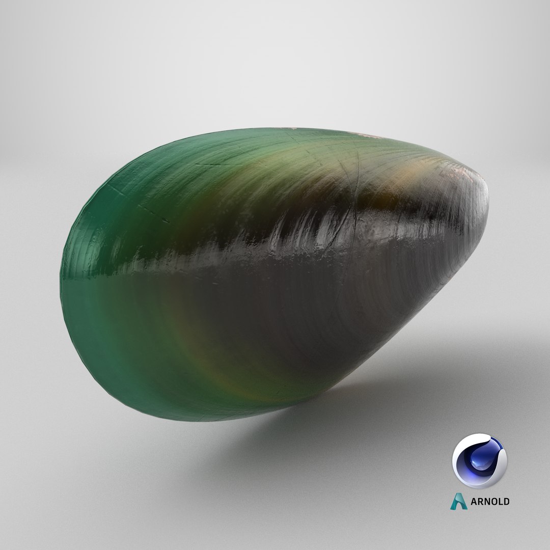 3D Closed Green Lipped Mussel Shell model https://p.turbosquid.com/ts-thumb/sT/MRtevA/c7/stemcell_cinema_4d_arnold_render/png/1716622096/1920x1080/fit_q87/821aa1d2e3018f99beb771d0f4260f9a7cbd6d83/stemcell_cinema_4d_arnold_render.jpg